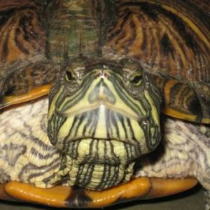 Meet your Posher, Deborah